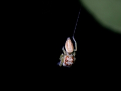 Opisthoncus abnormis