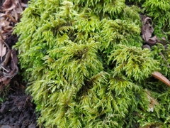 Thamnobryum alopecurum