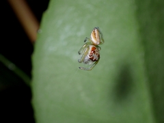 Opisthoncus abnormis