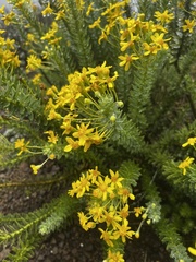 Euryops tysonii