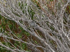 Sericornis maculatus