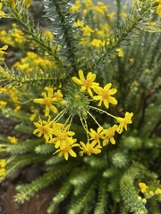 Euryops tysonii