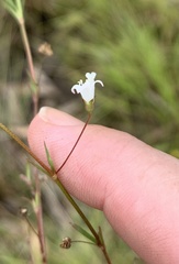 Mitrasacme prolifera