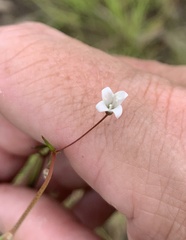 Mitrasacme prolifera