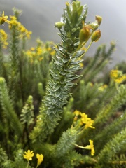 Euryops tysonii