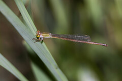 Ceriagrion aeruginosum