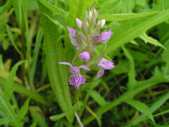 Dactylorhiza majalis baltica