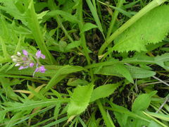 Dactylorhiza majalis baltica