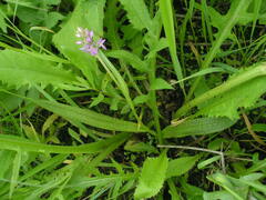 Dactylorhiza majalis baltica