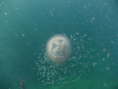 Pseudorhiza haeckeli