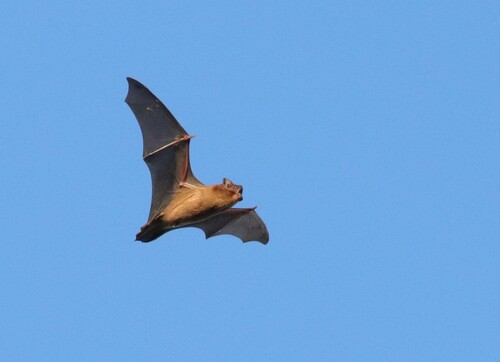 Common Noctule, Lesser Poland, PL, photo 9 of 10
