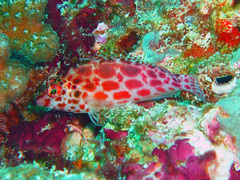 Cirrhitichthys oxycephalus