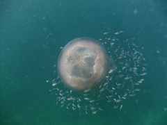 Pseudorhiza haeckeli