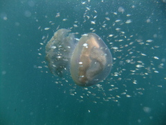 Pseudorhiza haeckeli