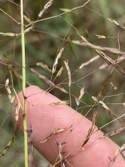 Capillipedium spicigerum