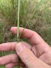 Capillipedium spicigerum