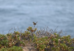 Calamanthus campestris