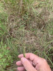 Capillipedium spicigerum