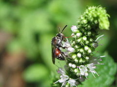 Pasites maculatus