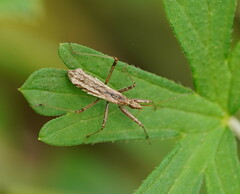 Nabis biformis