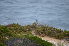 Calamanthus campestris