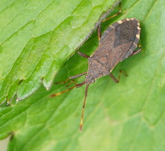 Gelonus tasmanicus