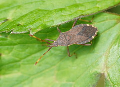 Gelonus tasmanicus