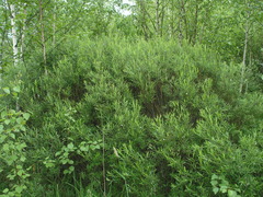 Salix rosmarinifolia