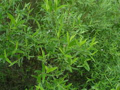 Salix rosmarinifolia
