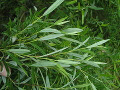 Salix rosmarinifolia