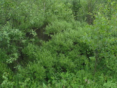 Salix rosmarinifolia