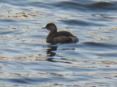 Tachybaptus ruficollis poggei
