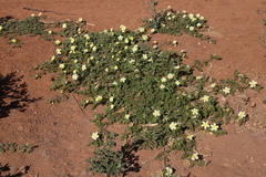 Tribulus zeyheri