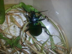 Calosoma sycophanta