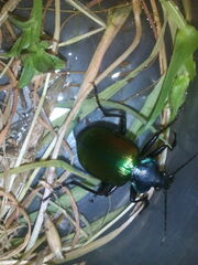 Calosoma sycophanta