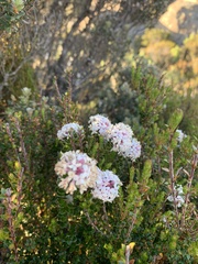 Pimelea nivea