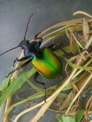 Calosoma sycophanta