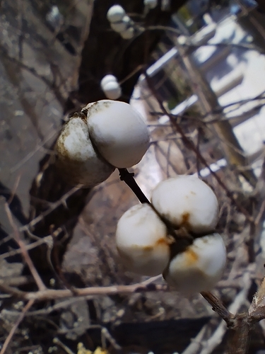 Triadica sebifera image