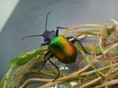 Calosoma sycophanta