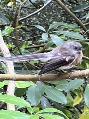 Rhipidura fuliginosa