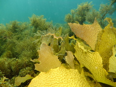 Phycodurus eques