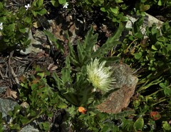 Schlagintweitia intybacea