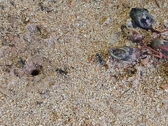 Camponotus