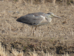 Ardea cinerea