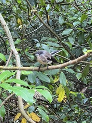 Rhipidura fuliginosa