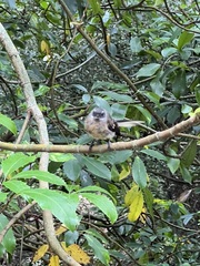 Rhipidura fuliginosa