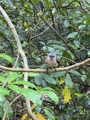 Rhipidura fuliginosa