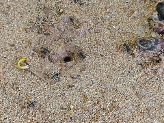 Camponotus