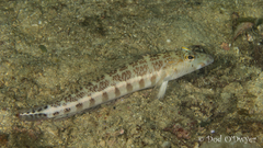 Parapercis xanthozona