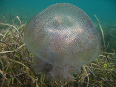 Pseudorhiza haeckeli